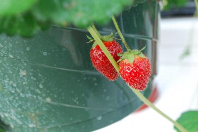 Strawberry  'Montana'