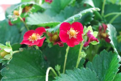 Strawberry  'Ruby Ann Red'