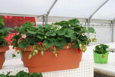 Strawberry Display: As seen @ ABZ Seeds, Spring Trials, 2014.