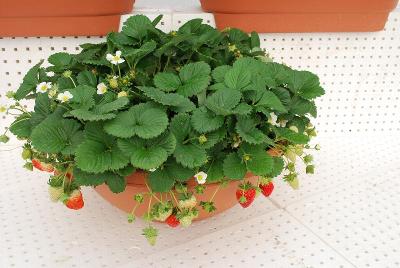 Strawberry Display II: As seen @ ABZ Seeds, Spring Trials, 2014.