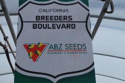 Welcome!: Welcome to ABZ Seeds California Spring Trials 2016 @ Speedling, featuring Gourmet Strawberries.