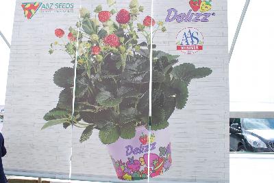 Strawberry 'Delizz®': From ABZ Seeds, Spring Trials 2016:  The Delizz® Strawberry, Bringing Delicious Strawberries Home.  Our total product concept for Delizz® brings a new market within reach: convenience consumers who just like to enjoy delicious home-grown strawberries.  The attractive presentation of Delizz® with a specially selected Tamara pot in a fancy purple color and a colorful transport sheet and pot cover makes a perfect gift for someone you love.  Our total product concept for Delizz® creates added value to all players in the product chain.  In 2016, Delizz® is the first strawberry ever as National Winner of All America Selections (AAS).  A strong and even plug for plant production of F1 Delizz® is produced in 6-7 weeks, which develops quickly into a compact plant with few runners and many upright flower trusses.  Just after the first flower truss, a flush of new trusses will follow.  Pollination is enhanced by bees or bumblebees.  The perfect delivery for consumers is when the first strawberry shows a red color and the fruit set of the next trusses is well visible.  Fruit is delicious sweet, mid-sized and conical, producing all summer.