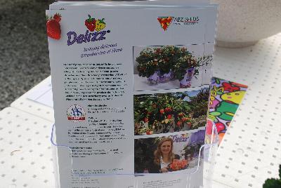 Strawberry 'Delizz®': From ABZ Seeds, Spring Trials 2016:  The Delizz® Strawberry, Bringing Delicious Strawberries Home.  Our total product concept for Delizz® brings a new market within reach: convenience consumers who just like to enjoy delicious home-grown strawberries.  The attractive presentation of Delizz® with a specially selected Tamara pot in a fancy purple color and a colorful transport sheet and pot cover makes a perfect gift for someone you love.  Our total product concept for Delizz® creates added value to all players in the product chain.  In 2016, Delizz® is the first strawberry ever as National Winner of All America Selections (AAS).  A strong and even plug for plant production of F1 Delizz® is produced in 6-7 weeks, which develops quickly into a compact plant with few runners and many upright flower trusses.  Just after the first flower truss, a flush of new trusses will follow.  Pollination is enhanced by bees or bumblebees.  The perfect delivery for consumers is when the first strawberry shows a red color and the fruit set of the next trusses is well visible.  Fruit is delicious sweet, mid-sized and conical, producing all summer.