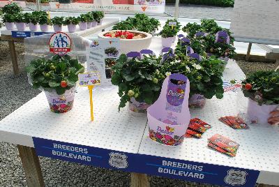 Strawberry 'Delizz®': From ABZ Seeds, Spring Trials 2016:  The Delizz® Strawberry, Bringing Delicious Strawberries Home.  A strong and even plug for plant production of F1 Delizz® is produced in 6-7 weeks, which develops quickly into a compact plant with few runners and many upright flower trusses.  Just after the first flower truss, a flush of new trusses will follow.  Pollination is enhanced by bees or bumblebees.  The perfect delivery for consumers is when the first strawberry shows a red color and the fruit set of the next trusses is well visible.  Fruit is delicious sweet, mid-sized and conical, producing all summer.  AAS Winner, 2016.