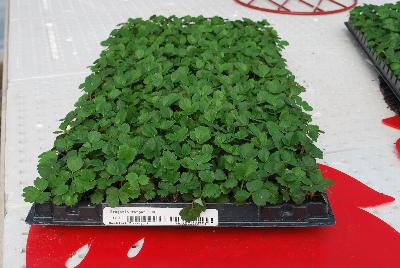 Strawberry 'Tarpan': From ABZ Seeds, Spring Trials 2016:  The Gourmet Strawberry leader, showing a 288-plug tray of Strawberry 'Tarpan'