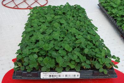 Strawberry 'Loran': From ABZ Seeds, Spring Trials 2016:  The Gourmet Strawberry leader, showing a 288-plug tray of Strawberry 'Loran'