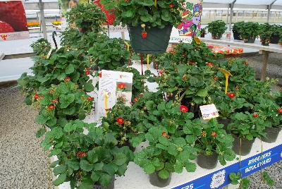 Strawberry 'Ruby Ann': From ABZ Seeds, Spring Trials 2016:  The Gourmet Strawberry leader, showing Strawberry 'Ruby Ann', featuring vibrant red flowers and good fruit.  A real eye-catcher for its sensational ruby-red flower color.  The compact plant produces a cascade of ruby-red color and medium-sized, conical, sweet fruit throughout the season.  The new flagship for hanging baskets in our program.  Large seeds germinate fast and uniformly in 6-7 weeks into strong plants.