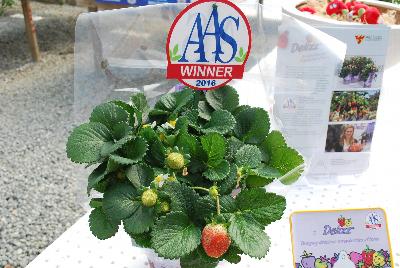 ABZ Seeds: Strawberry Delizz® 