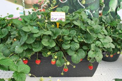 ABZ Seeds: Strawberry Milan 
