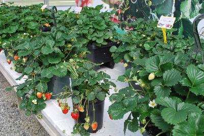 ABZ Seeds: Strawberry Elan 
