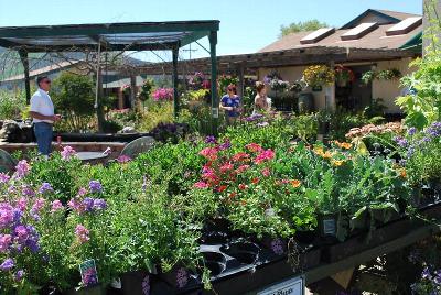 From Windmill Nursery, Spring Trials 2014: Welcome to Windmill Nursery, Spring Trials 2014.  Featuring Beekenkamp, Elsner PAC, McConkey, Pelemix, Plug Connection, Skagit Gardens, Terra Nova Nurseries and Westflowers.