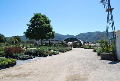 From Windmill Nursery, Spring Trials 2014: Welcome to Windmill Nursery, Spring Trials 2014.  Featuring Beekenkamp, Elsner PAC, McConkey, Pelemix, Plug Connection, Skagit Gardens, Terra Nova Nurseries and Westflowers.