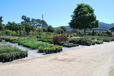 From Windmill Nursery, Spring Trials 2014: Welcome to Windmill Nursery, Spring Trials 2014.  Featuring Beekenkamp, Elsner PAC, McConkey, Pelemix, Plug Connection, Skagit Gardens, Terra Nova Nurseries and Westflowers.