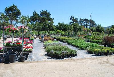 From Windmill Nursery, Spring Trials 2014: Welcome to Windmill Nursery, Spring Trials 2014.  Featuring Beekenkamp, Elsner PAC, McConkey, Pelemix, Plug Connection, Skagit Gardens, Terra Nova Nurseries and Westflowers.