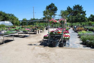 From Windmill Nursery, Spring Trials 2014: Welcome to Windmill Nursery, Spring Trials 2014.  Featuring Beekenkamp, Elsner PAC, McConkey, Pelemix, Plug Connection, Skagit Gardens, Terra Nova Nurseries and Westflowers.