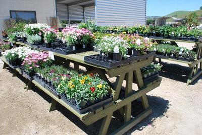 From Windmill Nursery, Spring Trials 2014: Welcome to Windmill Nursery, Spring Trials 2014.  Featuring Beekenkamp, Elsner PAC, McConkey, Pelemix, Plug Connection, Skagit Gardens, Terra Nova Nurseries and Westflowers.