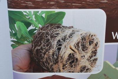 Pelemix: From Pelemix California Spring Trials, 2014 @ Windmill Nursery.  Root ball growing in Pelemix.