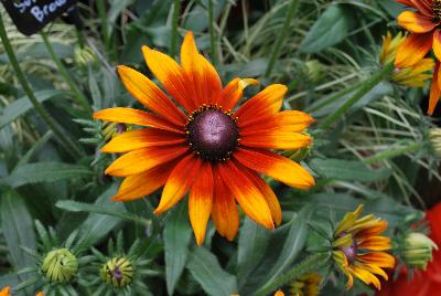 Summerina® Echibeckia™ Brown 