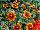 Pacific Plug & Liner: Echibeckia™  'Brown' 