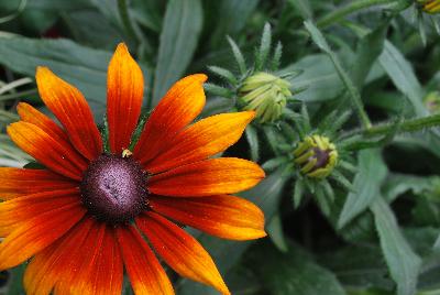 Summerina® Echibeckia™ Brown 