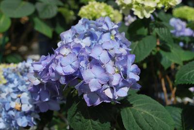 Endless Summer® Collection Hydrangea macrophylla The Original