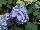 Pacific Plug & Liner: Hydrangea macrophylla 'The Original' 