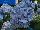 Pacific Plug & Liner: Hydrangea macrophylla 'The Original' 