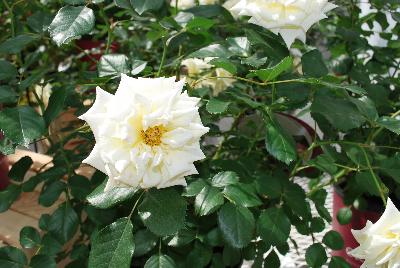 Rosa Easy Elegance® 'Music Box'