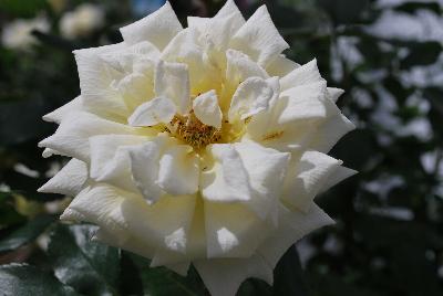 Rosa Easy Elegance® 'Music Box'