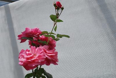 Easy Elegance® Rosa Grandma's Blessing 