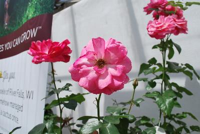 Rosa Easy Elegance® 'Grandma's Blessing'