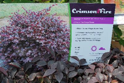 First Editions® Lorapetalum chinensis var. rubrum Crimson Fire™ 