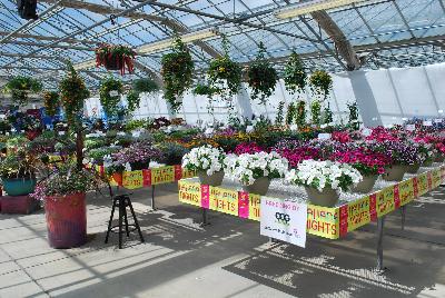 Seen @ Spring Trials 2016.: From Pacific Plug & Liner, Spring Trials 2016: Havana Nights and other themes promoting and highlighting all of the great plant material available from several different vendors.