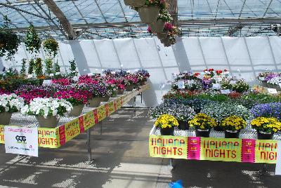 Seen @ Spring Trials 2016.: From Pacific Plug & Liner, Spring Trials 2016: Havana Nights and other themes promoting and highlighting all of the great plant material available from several different vendors.