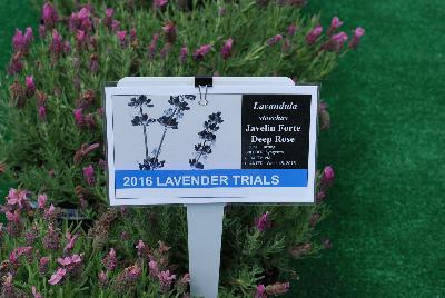 Seen @ Spring Trials 2016.: From Pacific Plug & Liner, Spring Trials 2016: Lavender comparison trials, continuing a tradition of true comparisons, the heart of Spring Trials.