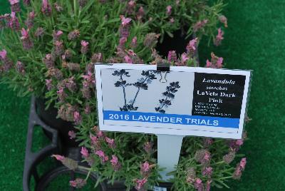 Seen @ Spring Trials 2016.: From Pacific Plug & Liner, Spring Trials 2016: Lavender comparison trials, continuing a tradition of true comparisons, the heart of Spring Trials.