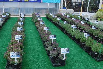 Seen @ Spring Trials 2016.: From Pacific Plug & Liner, Spring Trials 2016: Lavender comparison trials, continuing a tradition of true comparisons, the heart of Spring Trials.