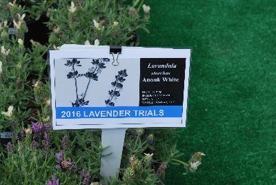 Seen @ Spring Trials 2016.: From Pacific Plug & Liner, Spring Trials 2016: Lavender comparison trials, continuing a tradition of true comparisons, the heart of Spring Trials.