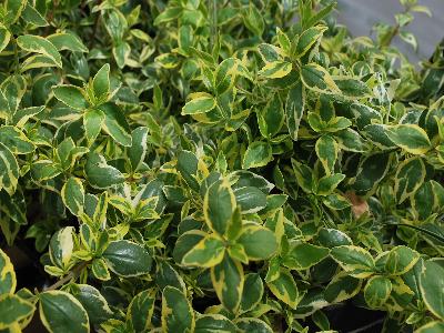 Abelia  'Radiance'