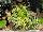 Pacific Plug & Liner: Carex  '' 