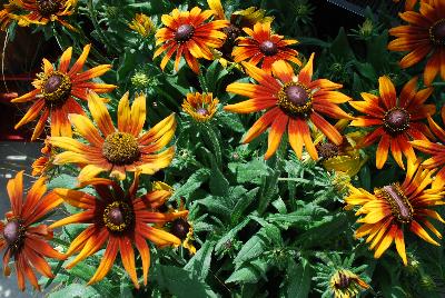 Rudbeckia Echibeckea 'Summerina®'