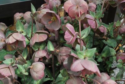 FrostKiss Helleborus Pennys Pink 