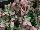 Pacific Plug & Liner: Helleborus  'Pennys Pink' 
