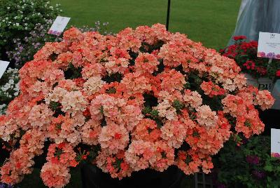 Proven Winners, LLC: Superbena® Royale Verbena Peachy Keen Improved 