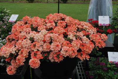 Proven Winners, LLC: Superbena® Royale Verbena Peachy Keen Improved 