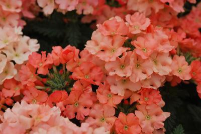 Superbena® Royale Verbena Peachy Keen Improved 