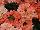 Superbena® Royale Verbena Peachy Keen Improved 