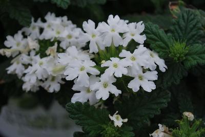 Proven Winners, LLC: Superbena® Royale Verbena Whitecap 