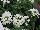 Superbena® Royale Verbena Whitecap 