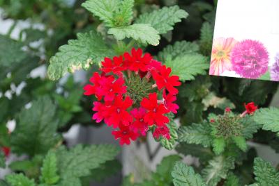 Superbena® Royale Verbena Red 